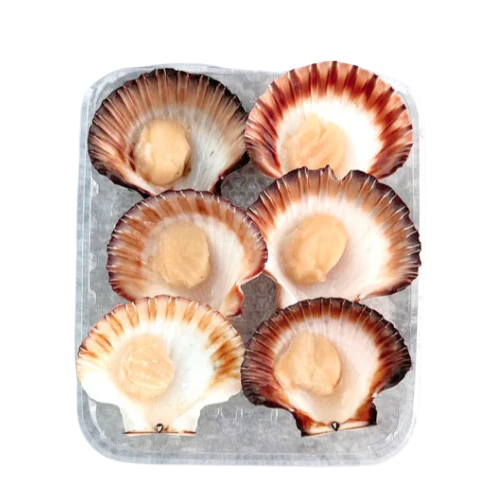 Half Shell Scallops (Japan) 6 pcs